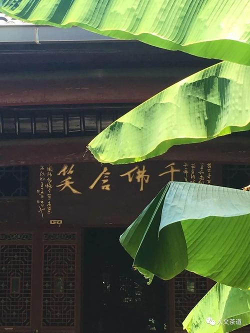 九华听禅 甘露蕴茶